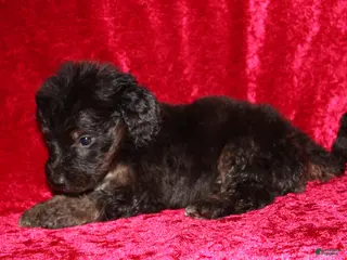 Doxiepoo dogs Doxiepoo Rubble - Ad 12