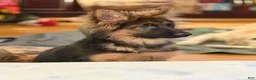 German Shepherd dogs for sale: Cuddles - Ad 11