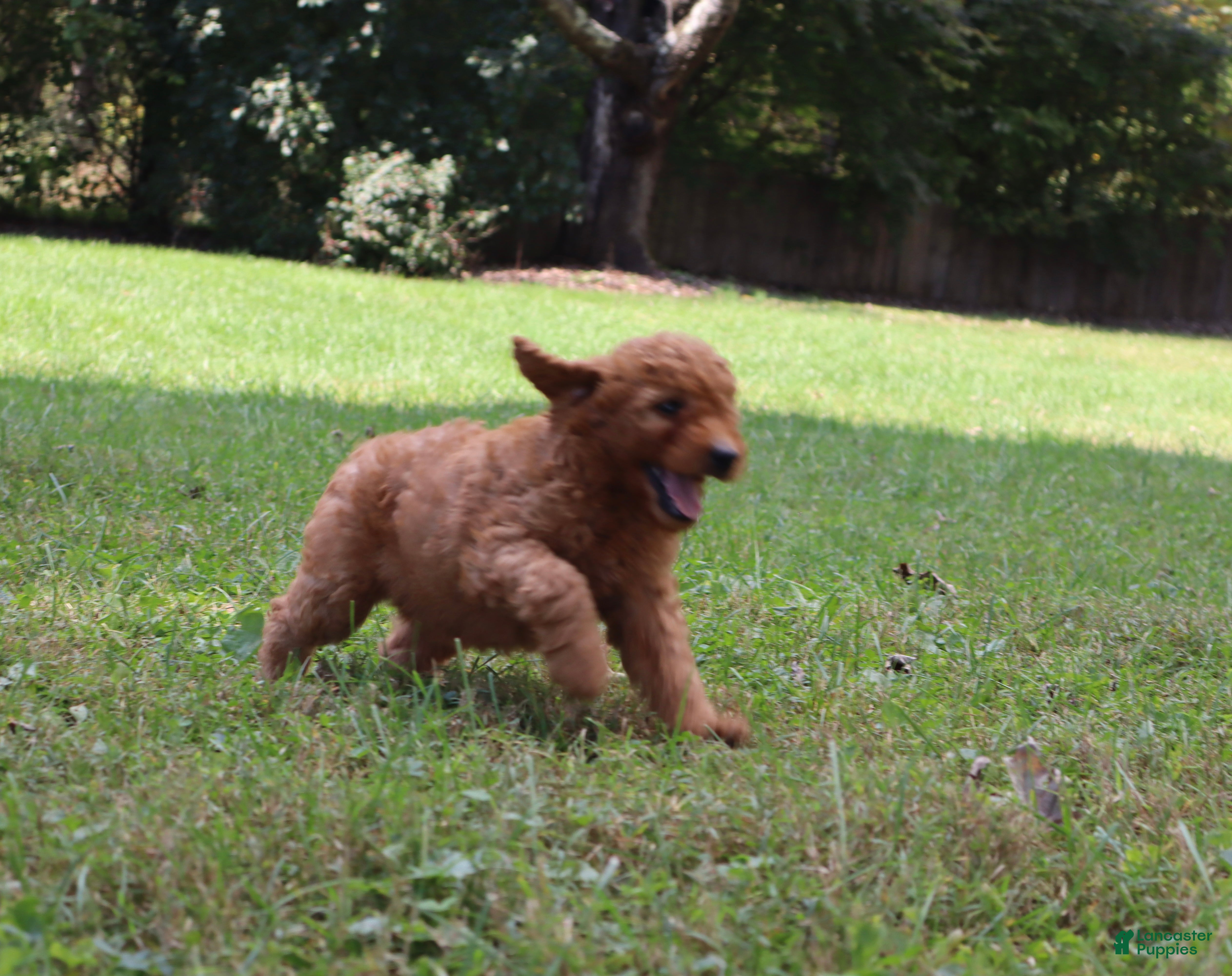 Mini Goldendoodle dogs Cider - Ad 2