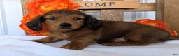 Miniature Dachshund dogs for sale: Miniature Dachshund Puppy 1 - Ad 1