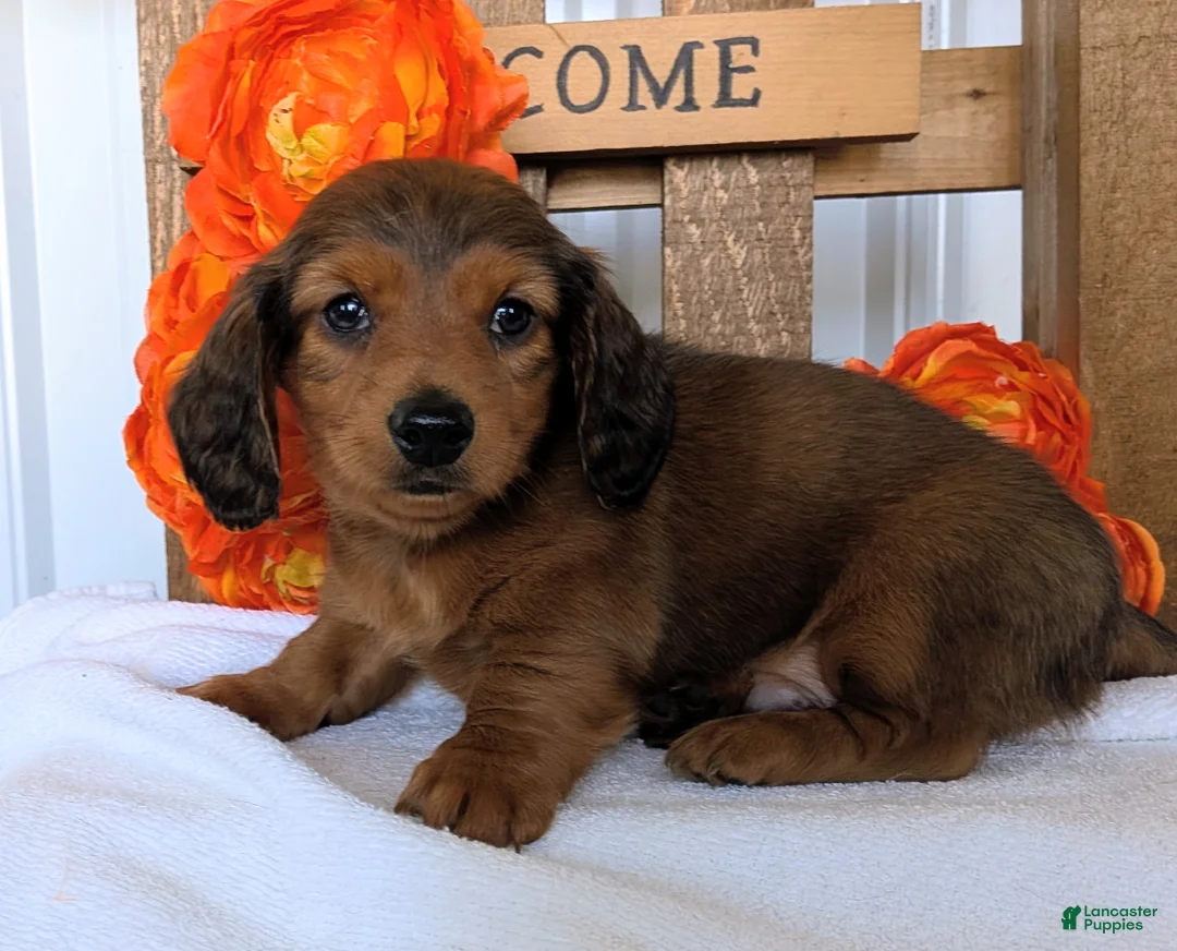 Miniature Dachshund dogs for sale: Miniature Dachshund Puppy 1 - Ad 1