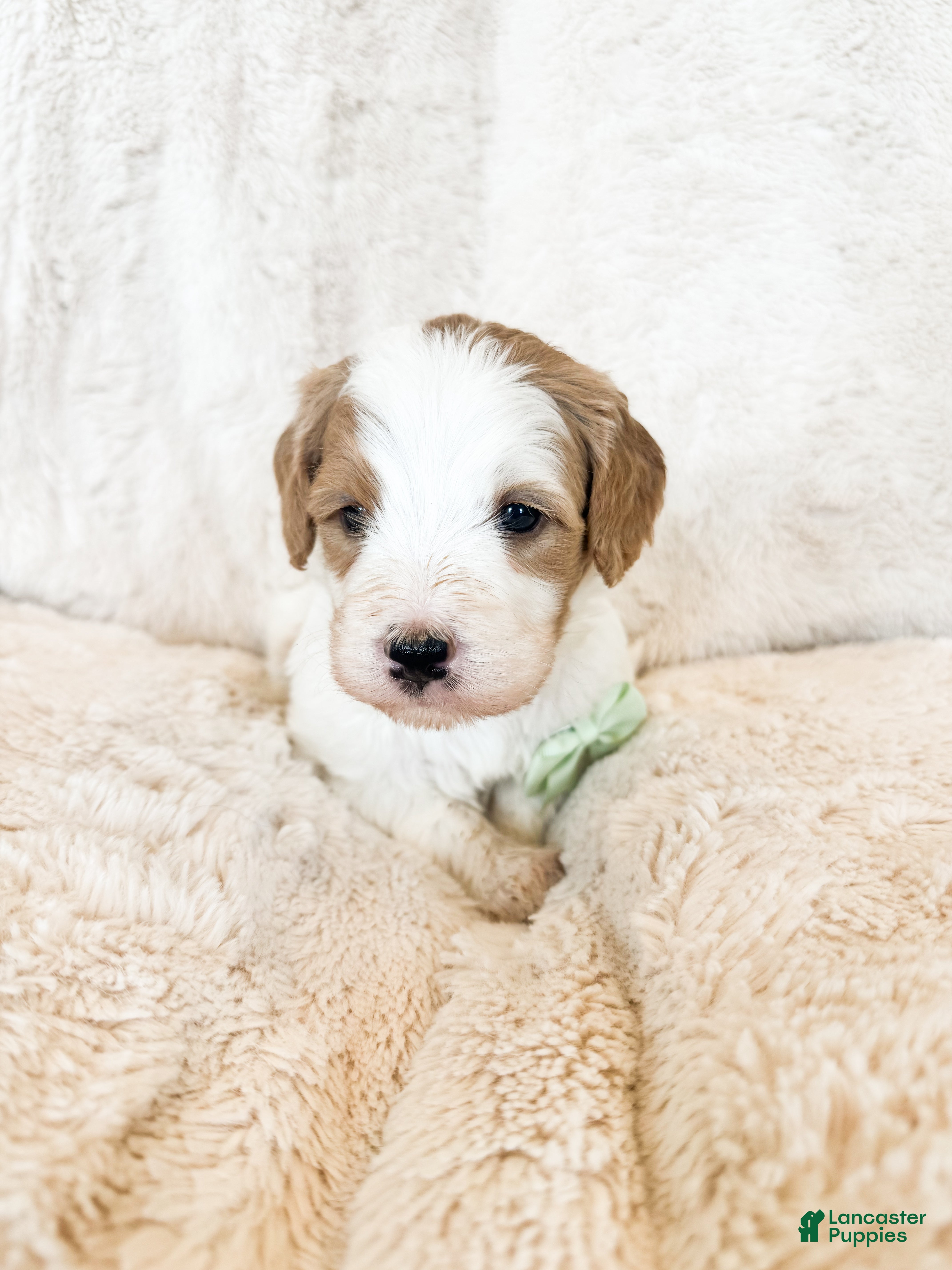 Bernedoodle dogs 'Buckwheat' Green Collar Male Medium Bernedoodle - Ad 2