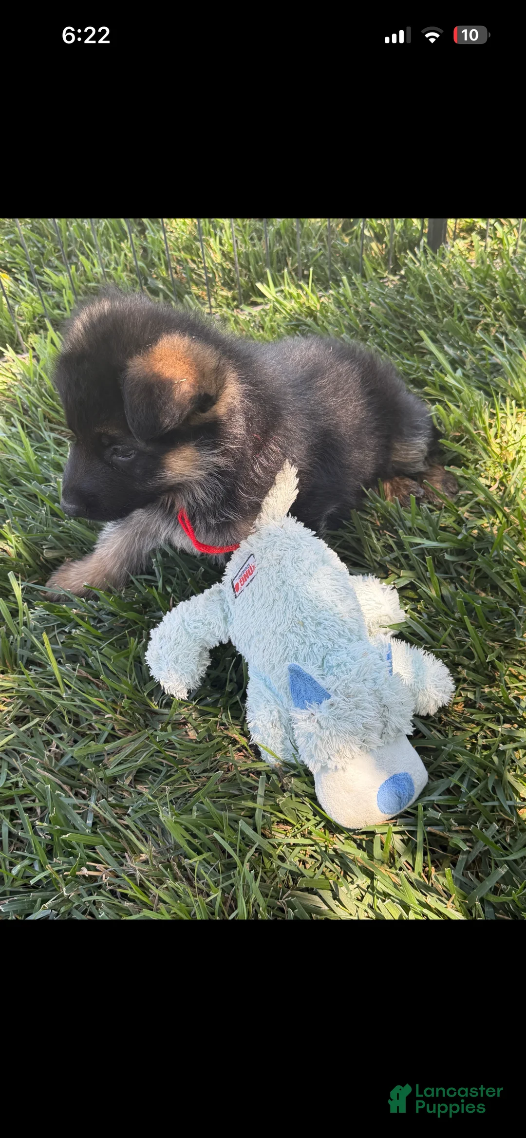 German Shepherd dogs for sale: German Shepherd 1 - Ad 2