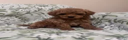 Cavapoo dogs for sale: Beau (Bo) - Ad 5