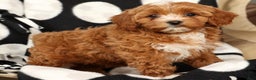 Cavapoo dogs for sale: Joy - Ad 6