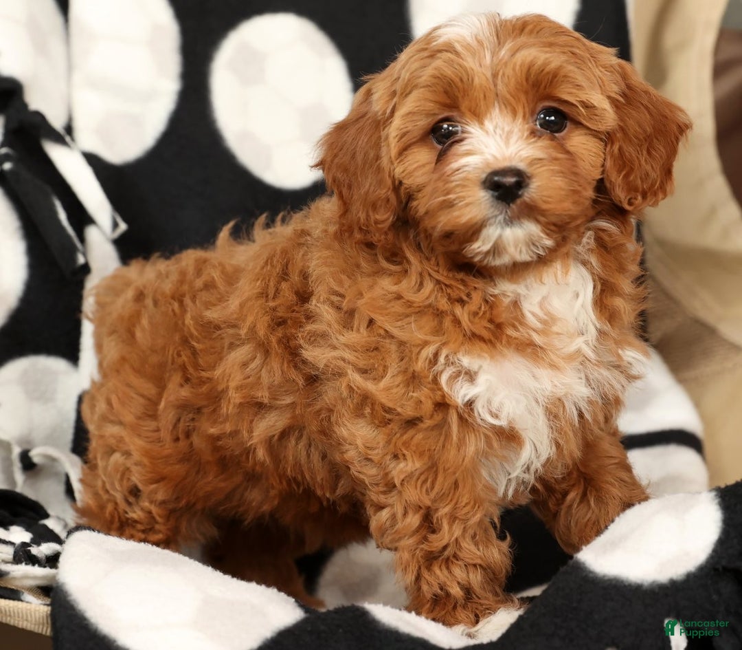 Cavapoo dogs for sale: Joy - Ad 6