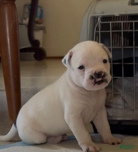 American Bulldog dogs for sale: Jinx - Ad 2