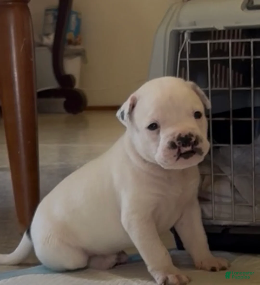American Bulldog dogs for sale: Jinx - Ad 1