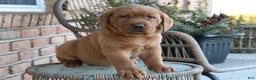 Labrador Retriever dogs for sale: Labrador Retriever Puppy 2 - Ad 4