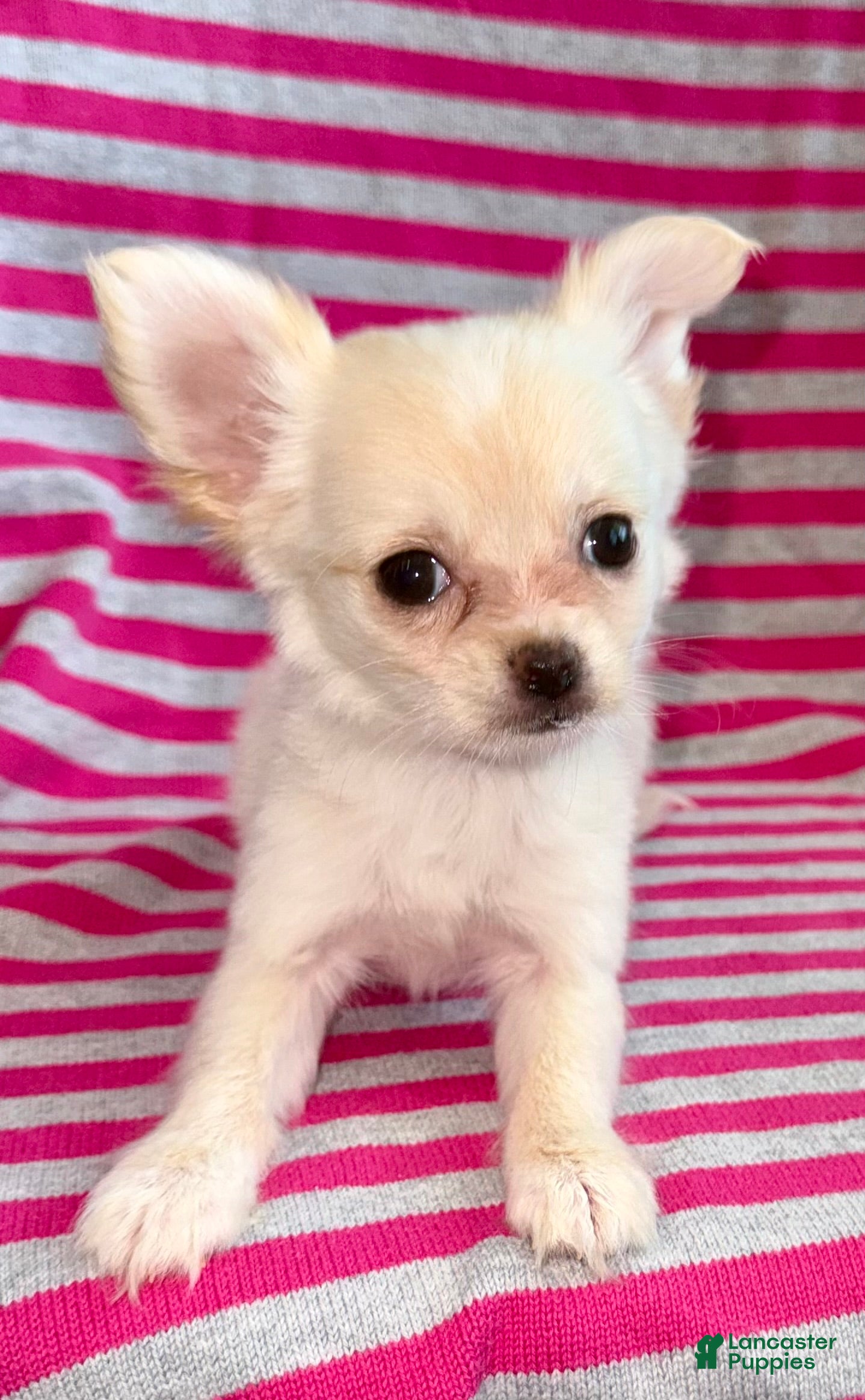 Chihuahua dogs Pearl - Ad 1