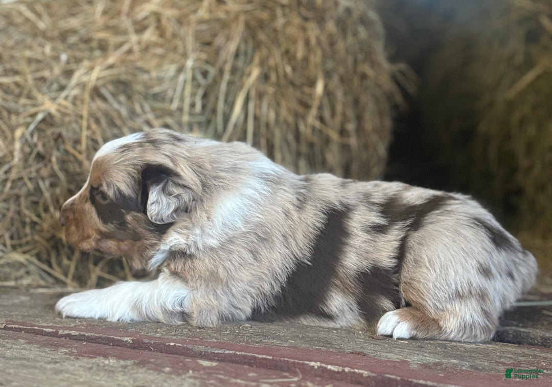 Australian Shepherd dogs for sale: Sugar - Ad 3