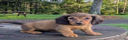 Dachshund dogs for sale: Wilder - Ad 4