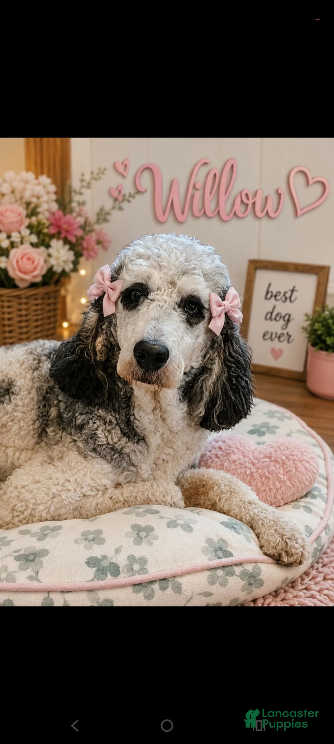Standard Poodle dogs for sale: Camaro  - Ad 2