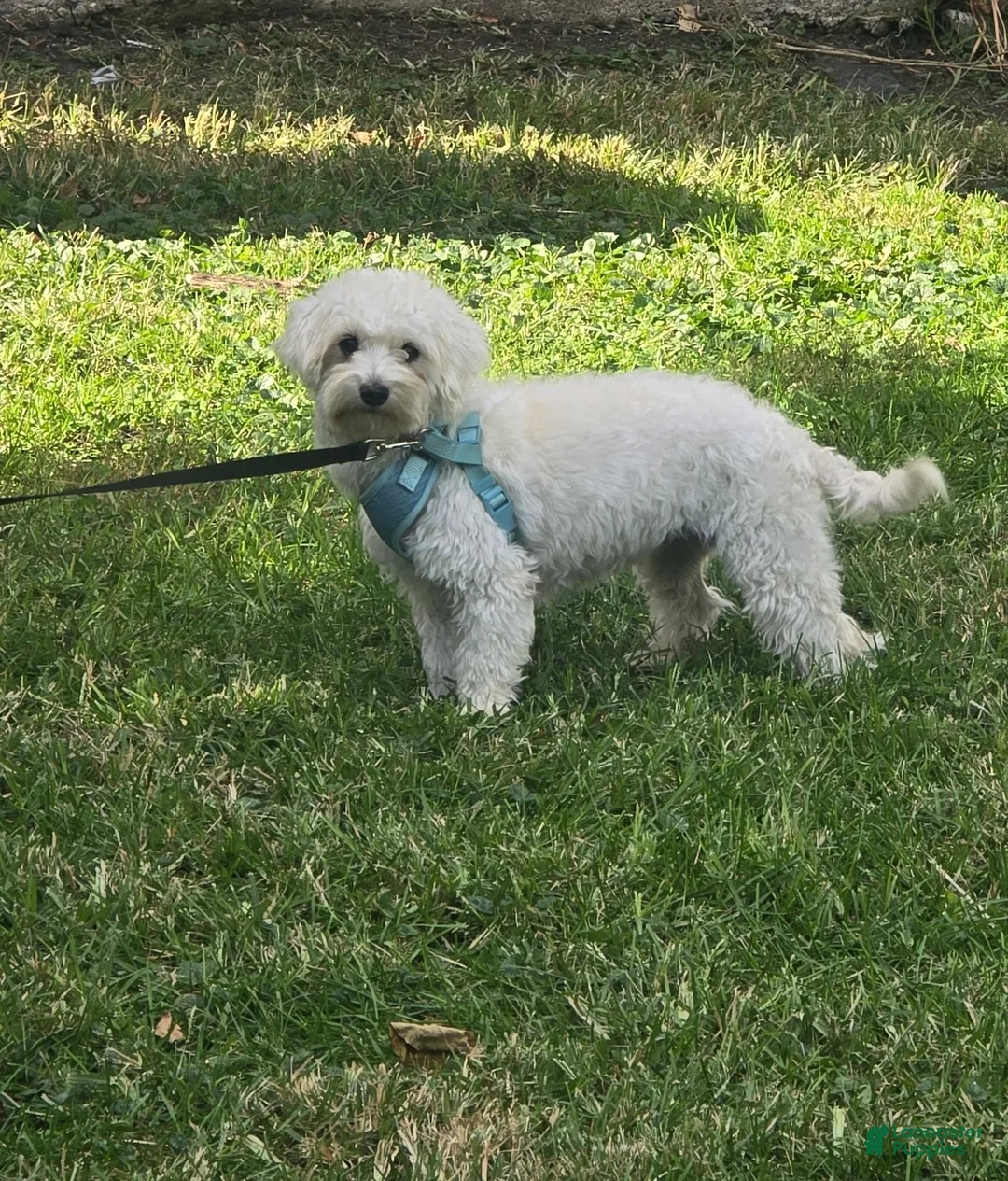 Bichon Frise dogs for sale: Bichon Frise (Toby) - Ad 3