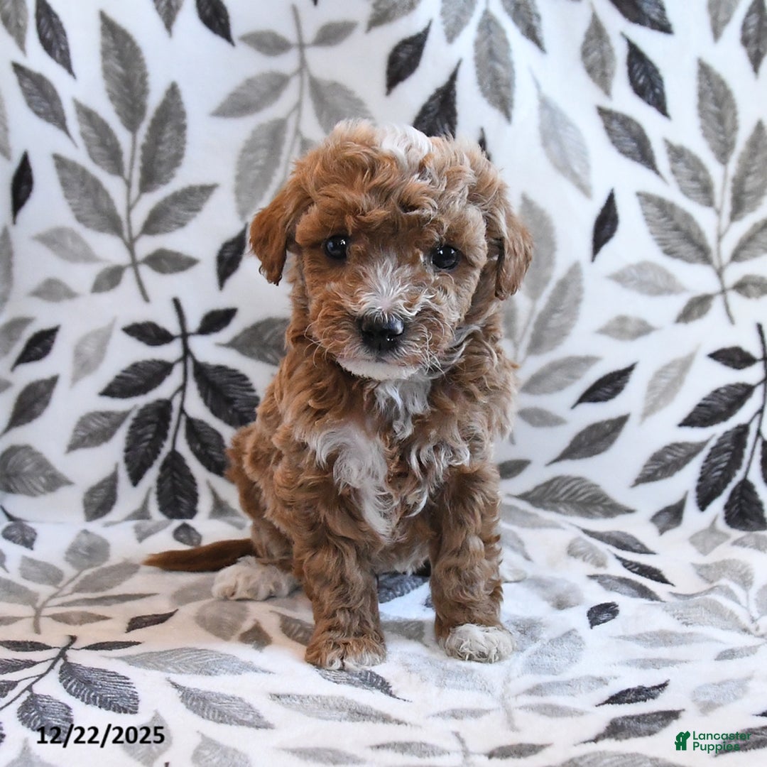 Havapoo dogs for sale: Dabur - Ad 2