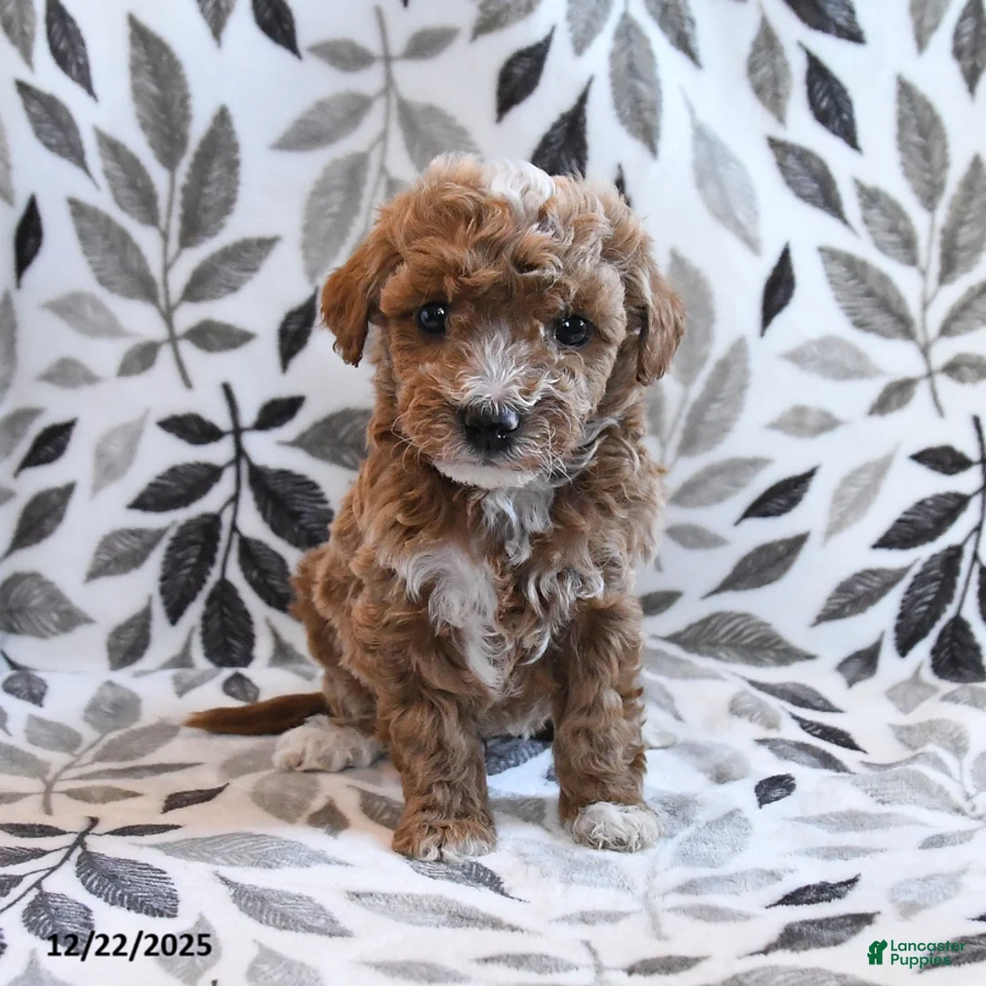 Havapoo dogs for sale: Dabur - Ad 7