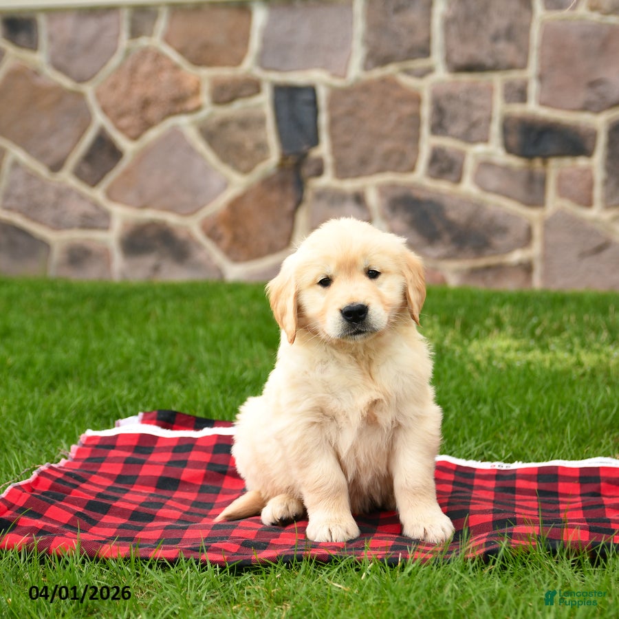 Golden Retriever dogs Ronny - Ad 2