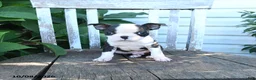 Boston Terrier dogs for sale: Charlie - Ad 3