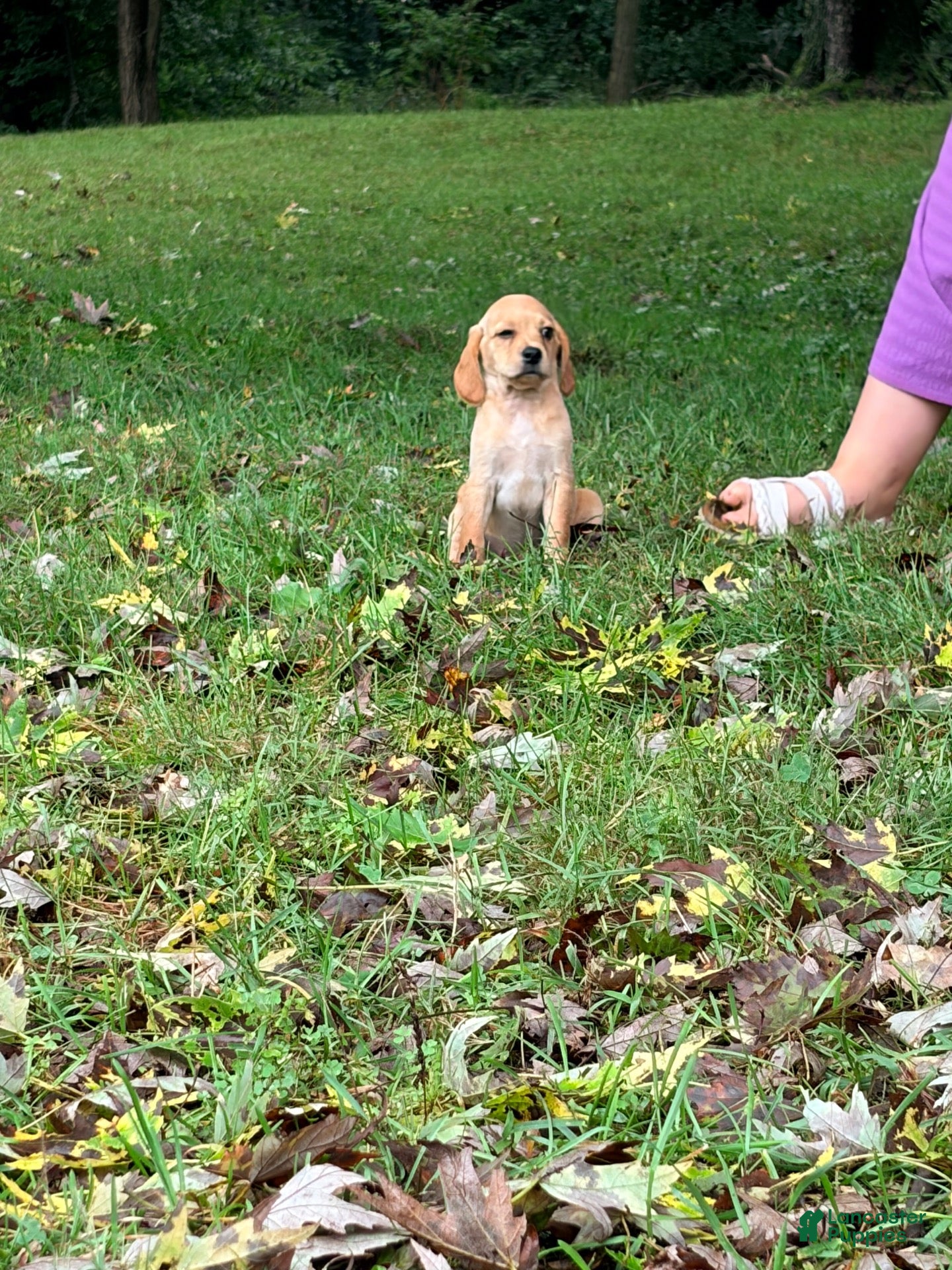 Mixed Breed dogs Mixed Breed 8 - Ad 1