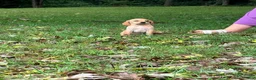 Mixed Breed dogs for sale: Mixed Breed 8 - Ad 1
