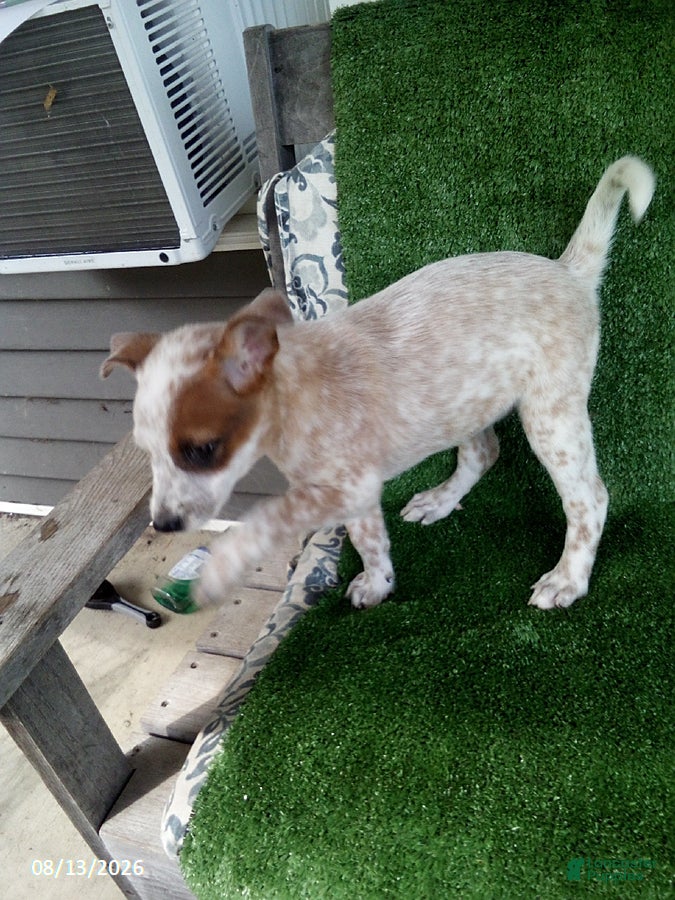 Australian Cattle Dog dogs Sara - Ad 2