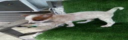 Australian Cattle Dog dogs for sale: Sara - Ad 2
