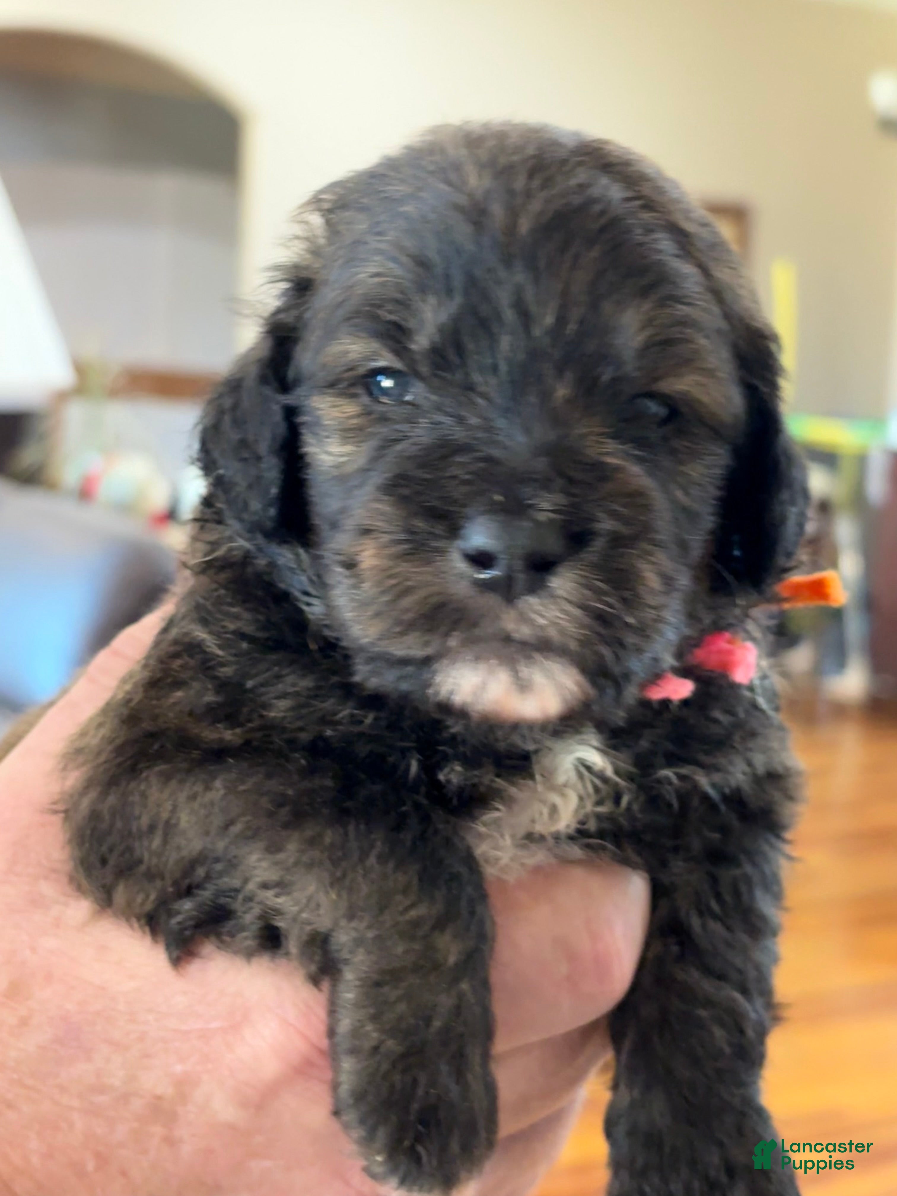 Mixed Breed dogs Male # 6 English Shepherd Doodle  - Ad 28