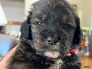 Mixed Breed dogs Male # 6 English Shepherd Doodle - Ad 25