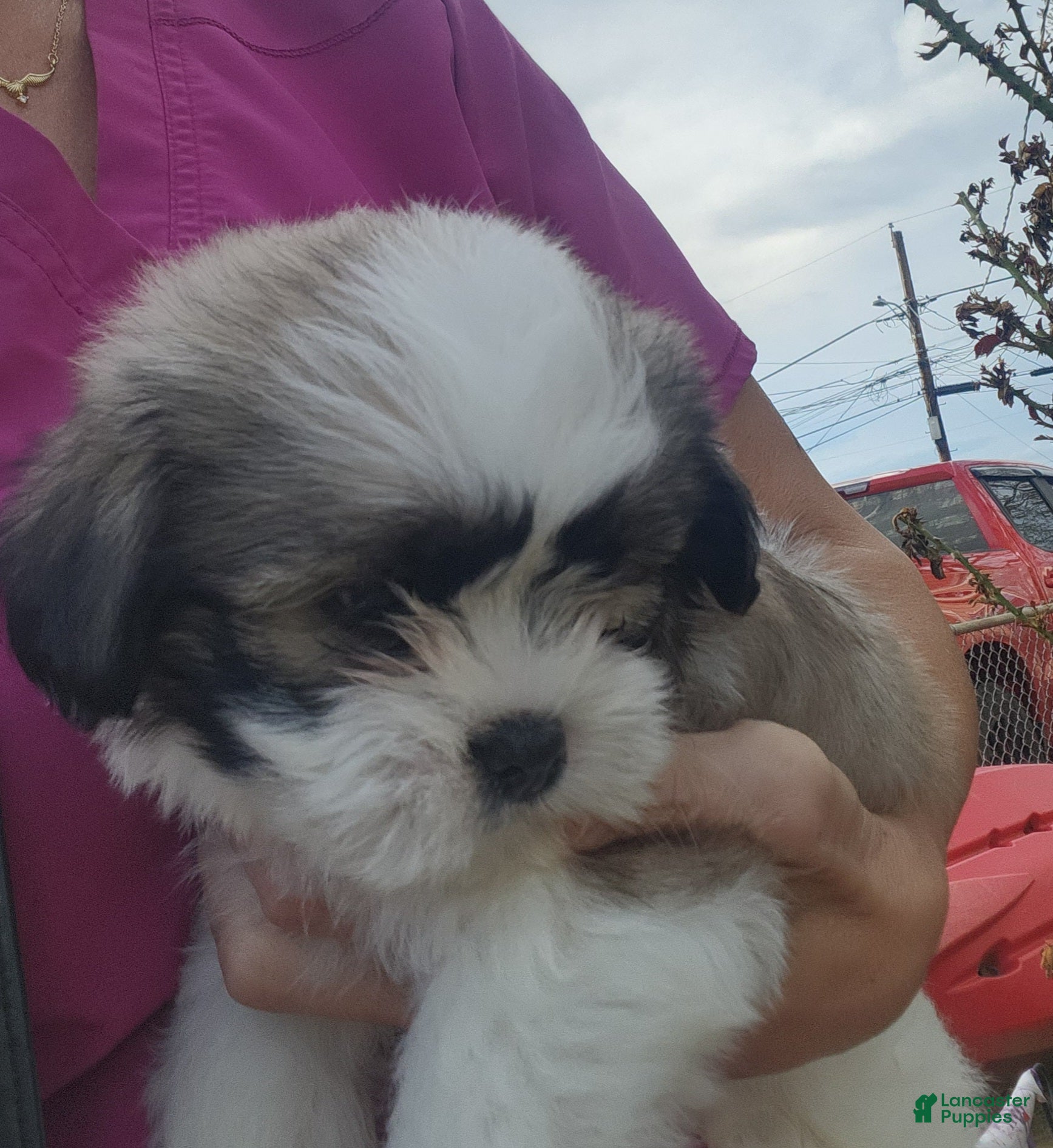Shih Tzu dogs Shih Tzu Puppy 3 - Ad 4