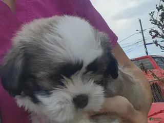 Shih Tzu dogs Shih Tzu Puppy 3 - Ad 4