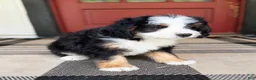 Mini Bernedoodle dogs for sale: Bullseye - Ad 3