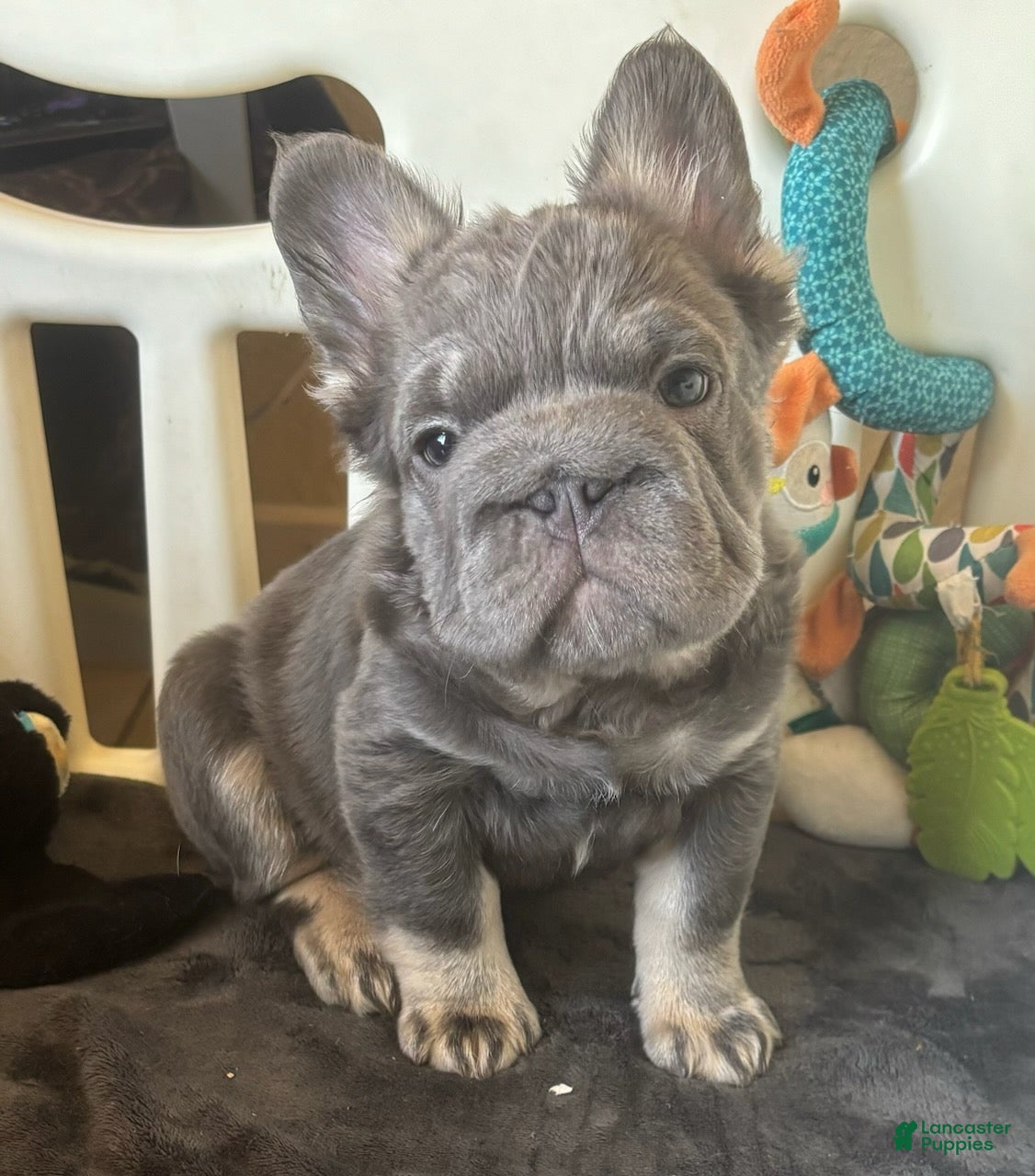 French Bulldog dogs French Bulldog Male 1 - Ad 1