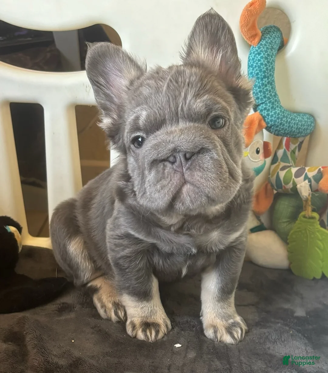 French Bulldog dogs for sale: French Bulldog Male 1 - Ad 1