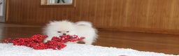 Pomeranian dogs for sale: Teacup Tony - Ad 6