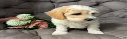 Cockapoo dogs for sale: Biff - Ad 3