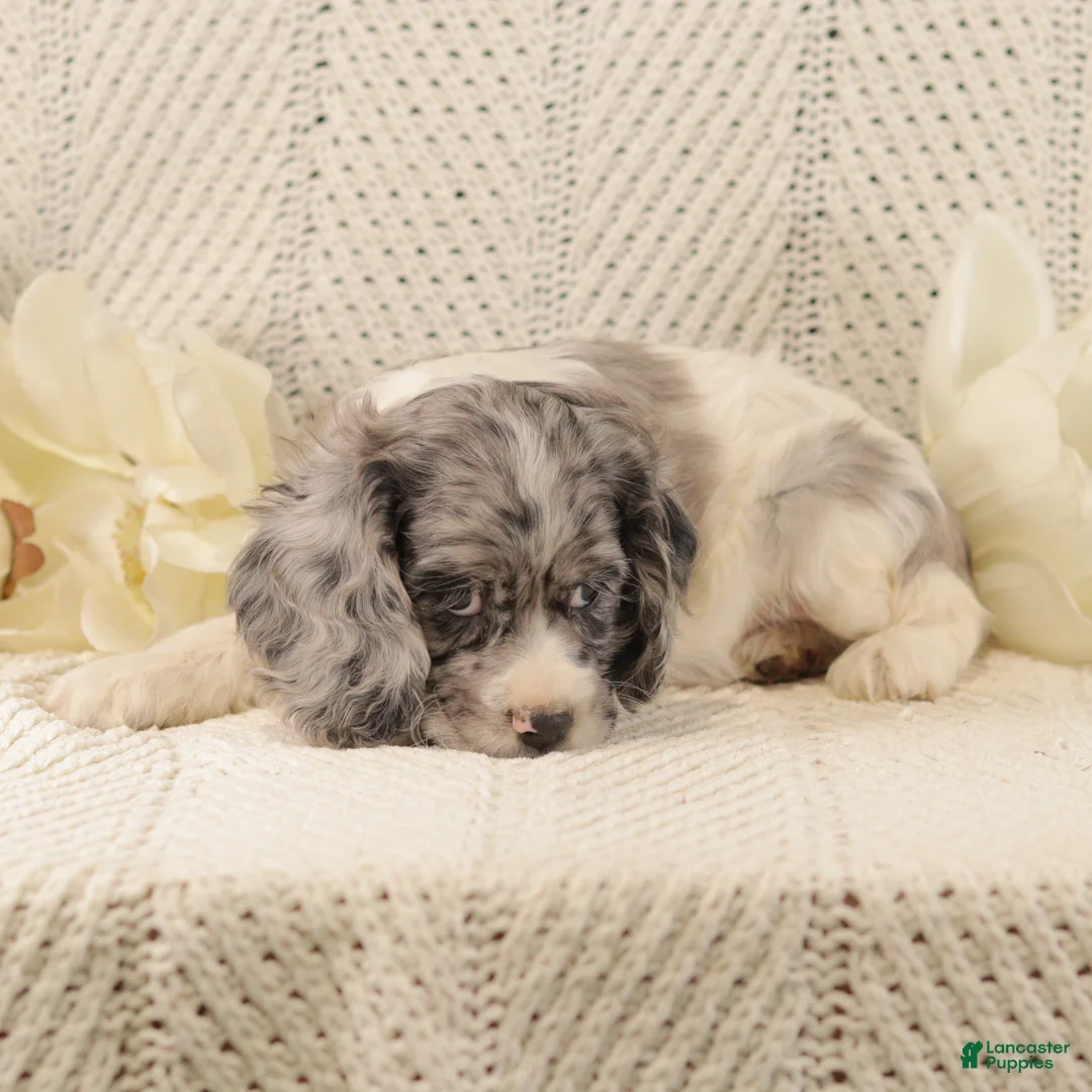 Cocker Spaniel dogs for sale: Bumble Bee - Ad 3