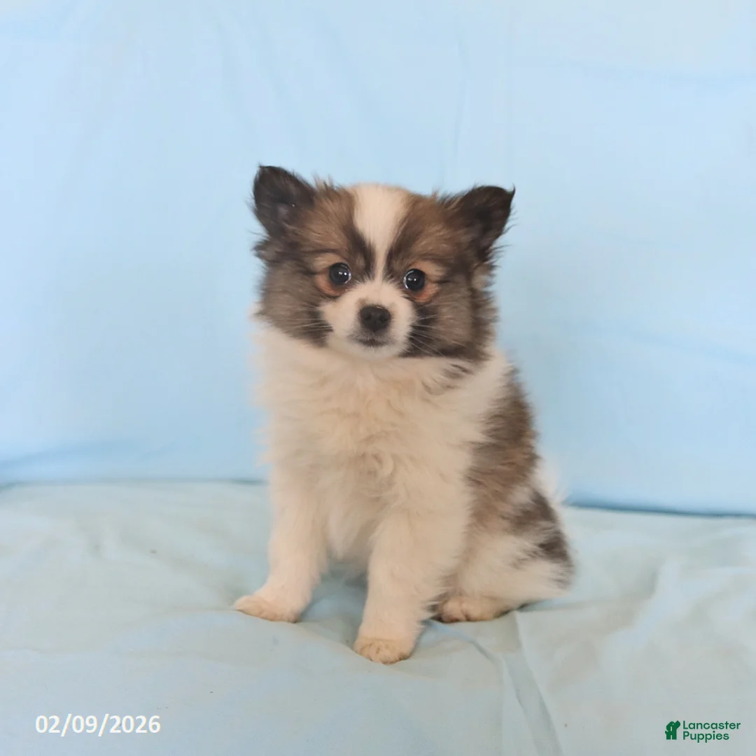 Pomeranian dogs for sale: Lucy - Ad 1