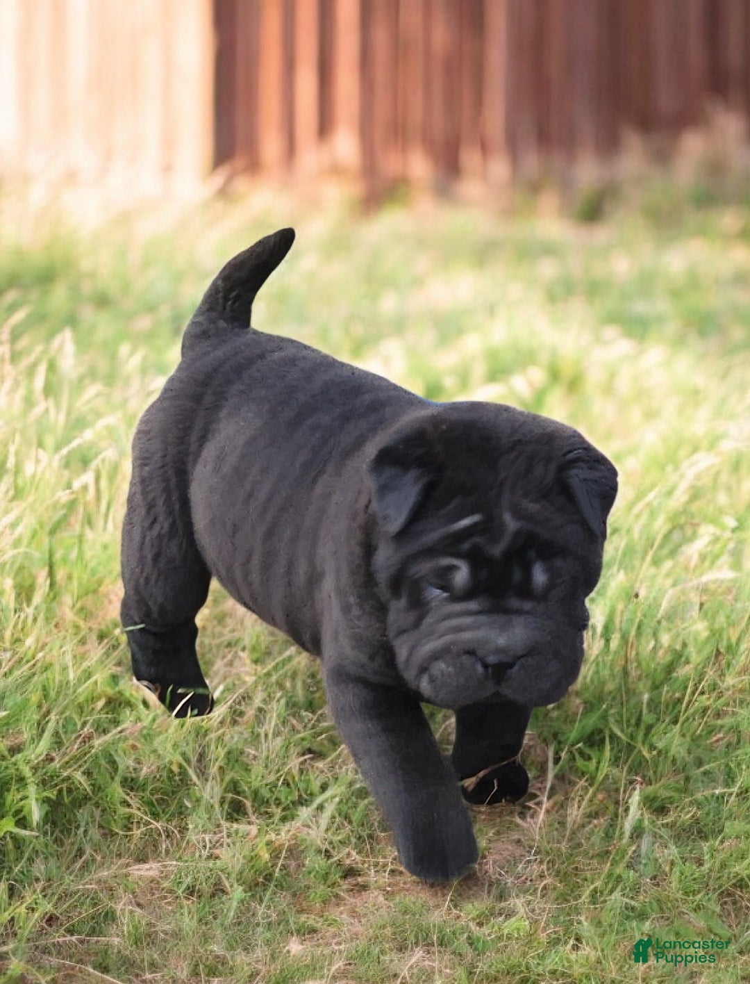 Shar Pei dogs for sale: Raven mini  - Ad 6