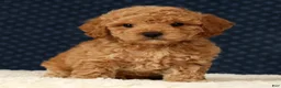 Bichpoo dogs for sale: Garrett - Ad 4