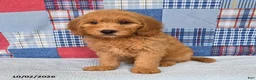 Mini Goldendoodle dogs for sale: Bandit - Ad 7