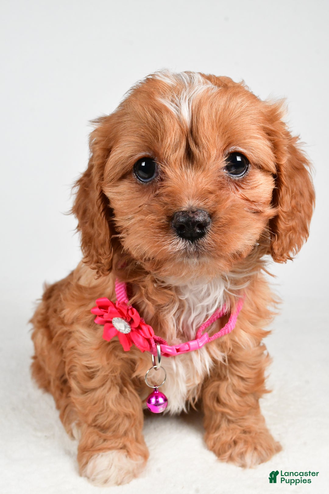 Cavapoo dogs for sale: Rose - Ad 7