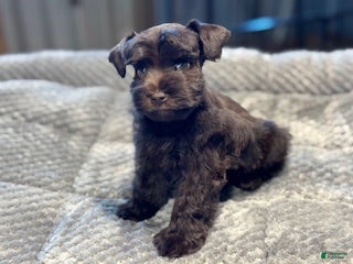 Miniature Schnauzer dogs Shamrock - Ad 2
