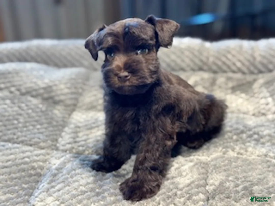 Miniature Schnauzer dogs for sale: Shamrock - Ad 2