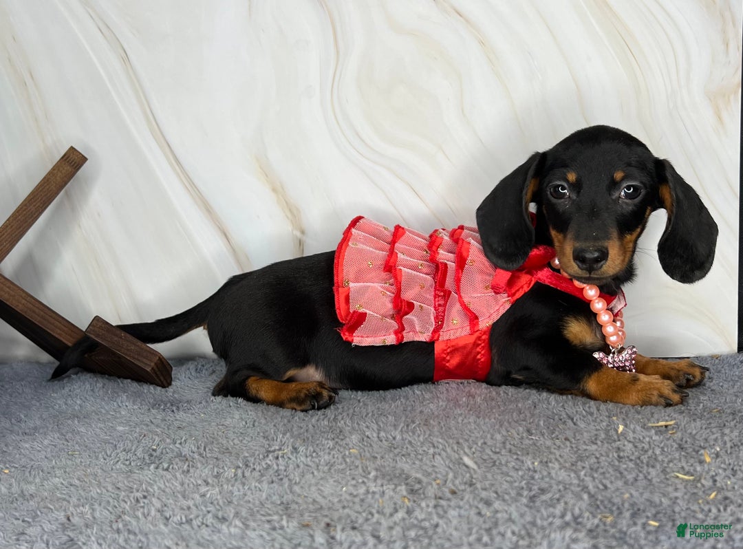 Miniature Dachshund dogs for sale: AKC Champion import - Ad 2