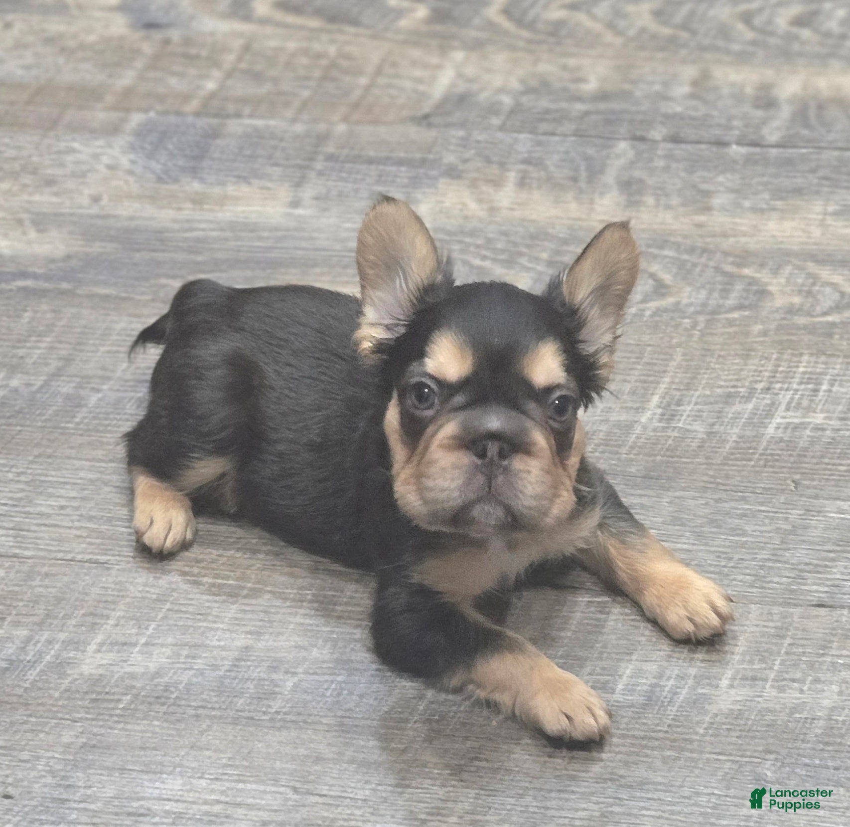 French Bulldog dogs for sale: ✨️🍫Kadafi🍫✨️ - Ad 4