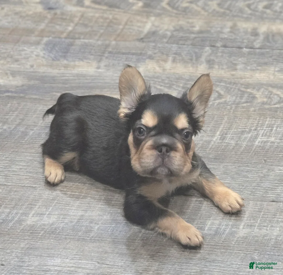 French Bulldog dogs for sale: ✨️🍫Kadafi🍫✨️ - Ad 1