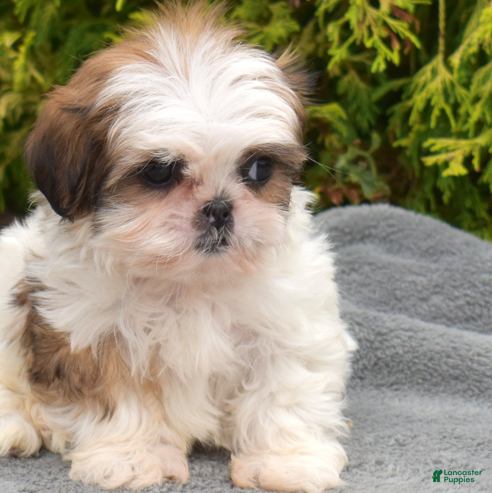 Teddy Bear dogs Lilac - Ad 1