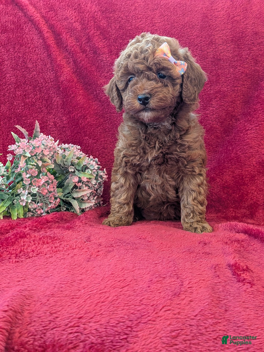 Miniature Poodle dogs for sale: Penny  - Ad 2