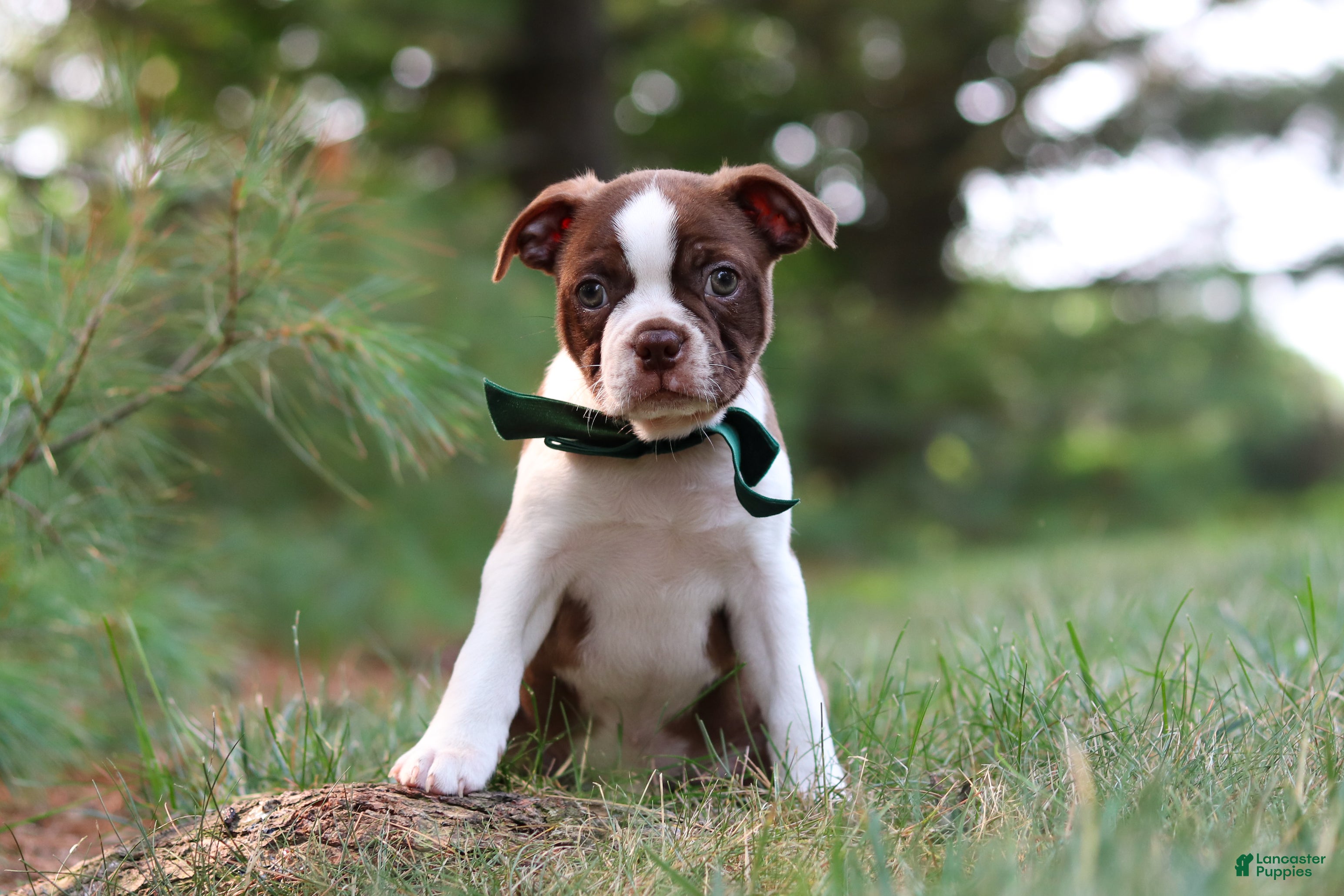 Boston Terrier dogs Champ - Ad 2