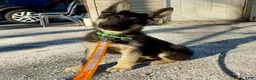 German Shepherd dogs for sale: SWAYZE - Ad 6